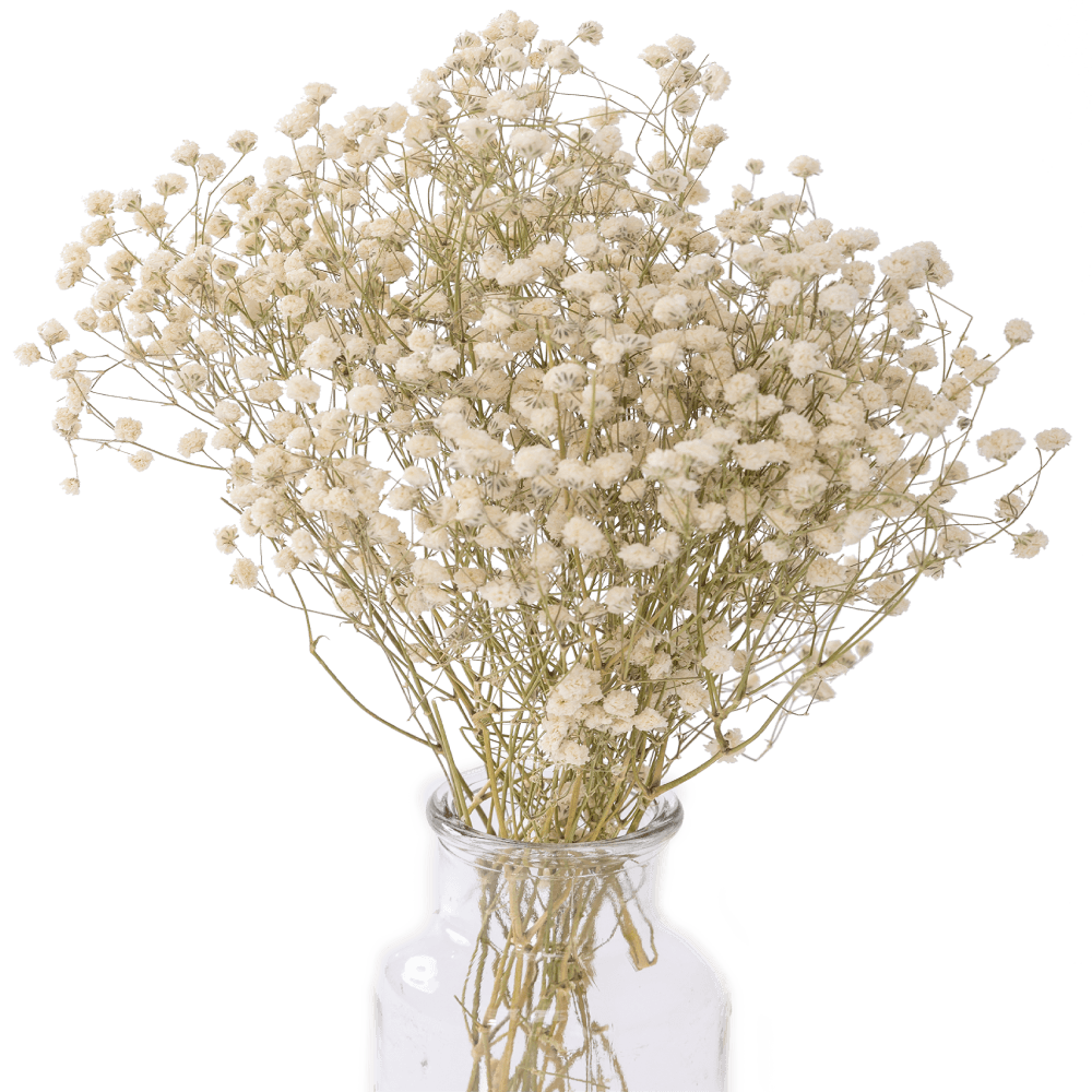 Home —pngtree—white gypsophila 5631222 (3)